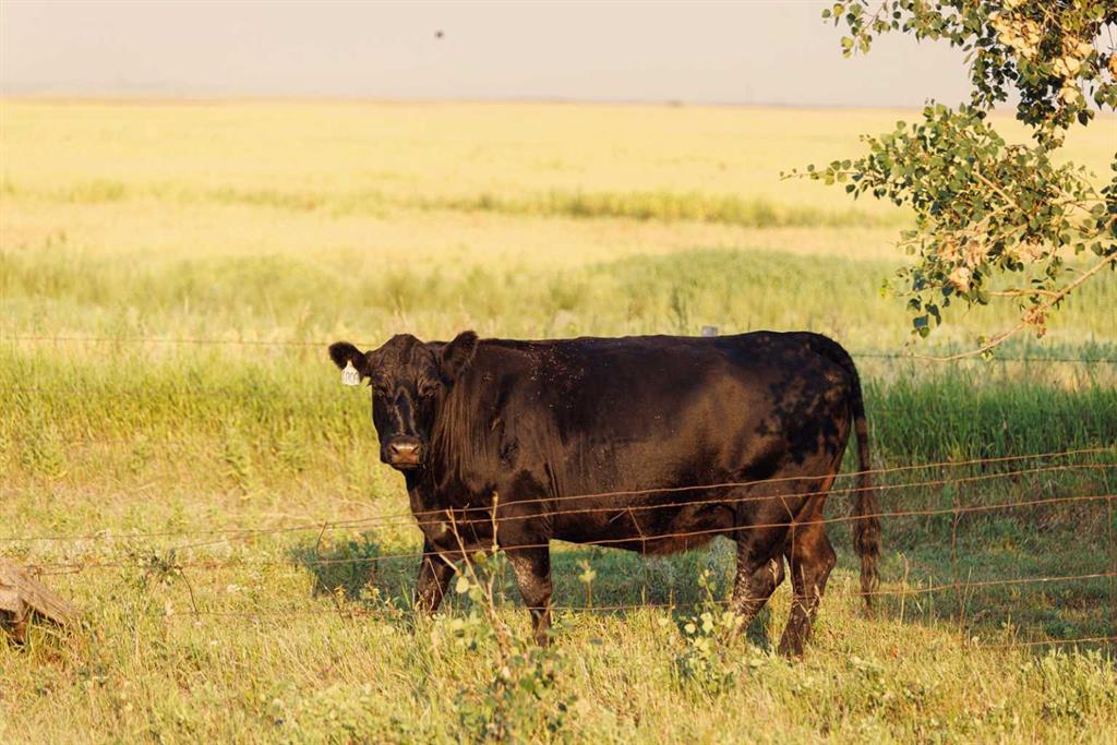 Parcel 7 Range Road 271 just south of Highway 9., Rural Rocky View County, Alberta, T0M 1G0